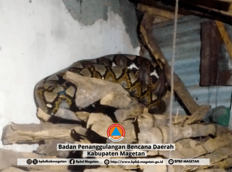 Respon Cepat Pagi Hari, BPBD Magetan Evakuasi Ular Piton di Kandang Warga Sidorejo